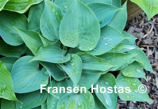 Hosta Baby Blue Eyes